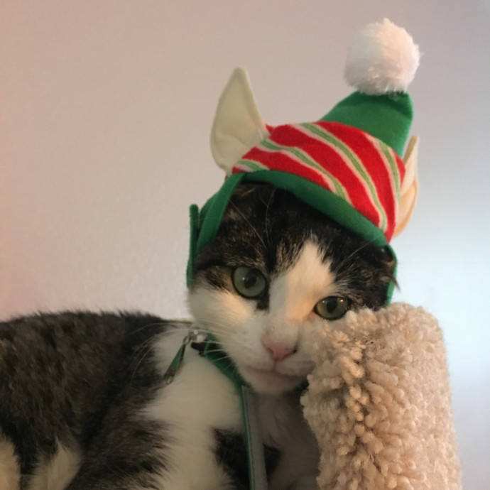 Whisker Watch Cat Care photo 2