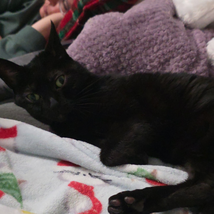 Cat Person Seeks Friends To Borrow photo 3