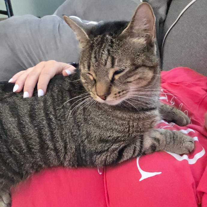 Cat Person Seeks Friends To Borrow photo 2
