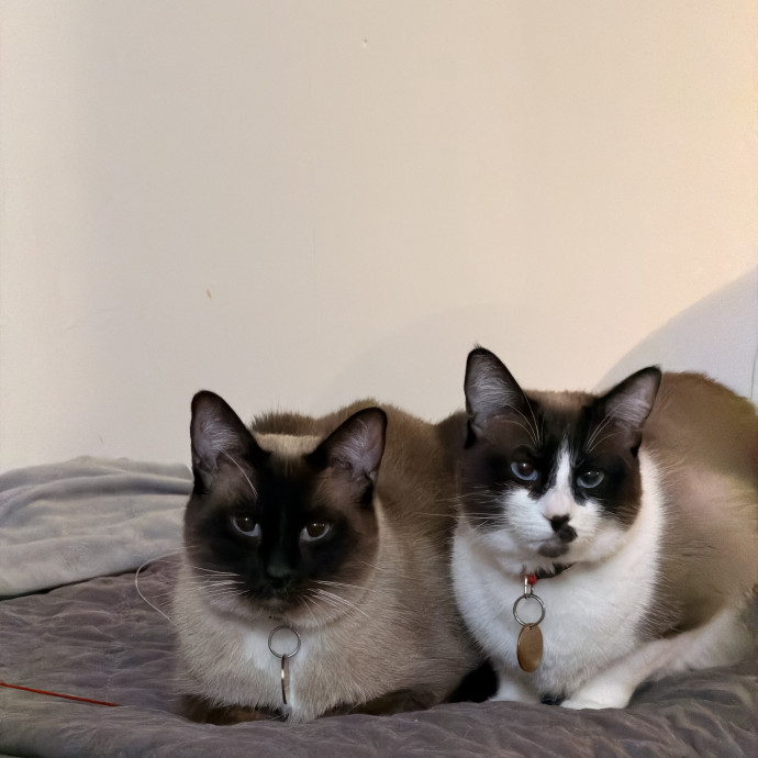 Cat Mom Animal Lover Pharmd