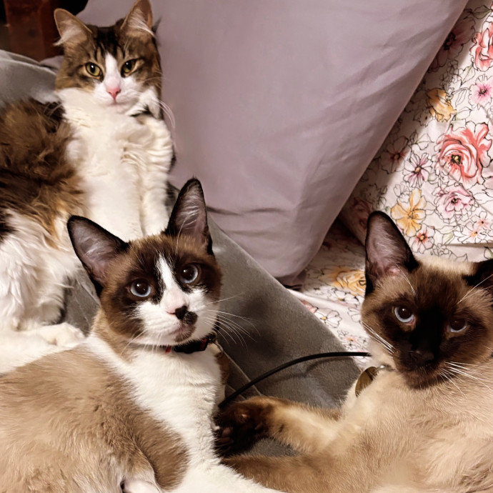 Cat Mom Animal Lover Pharmd