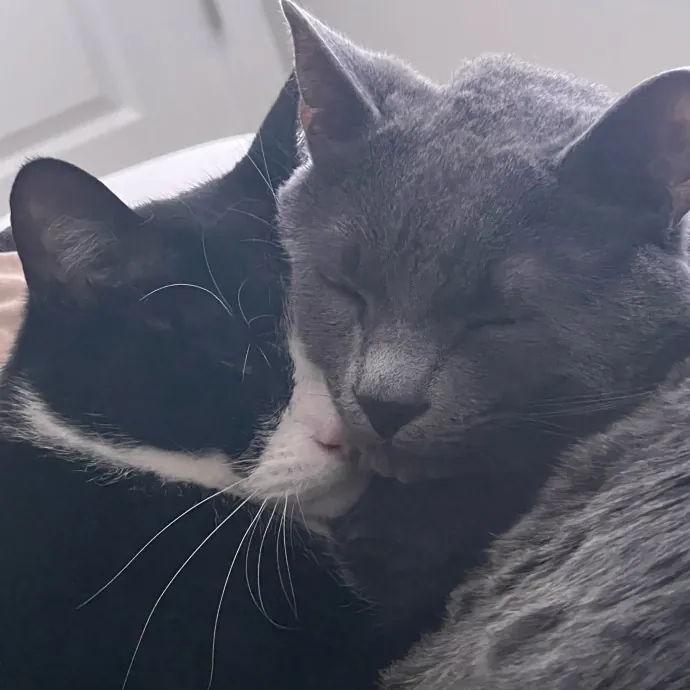 Stress-Free Sitting By A True Cat Lover