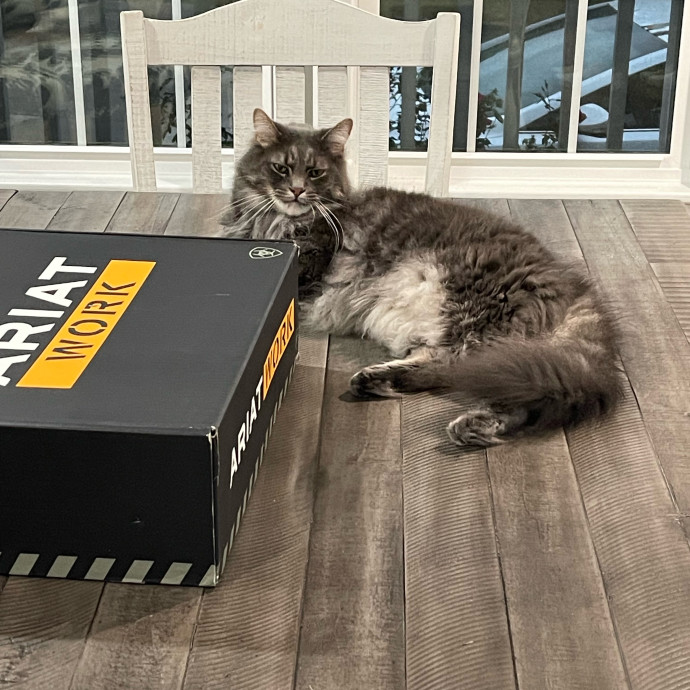 Stress-Free Sitting By A True Cat Lover