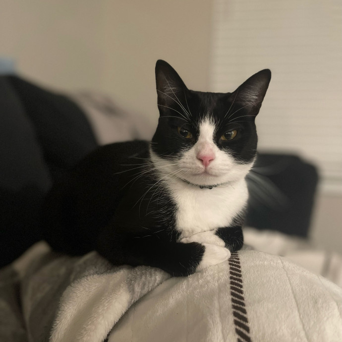 Stress-Free Sitting By A True Cat Lover