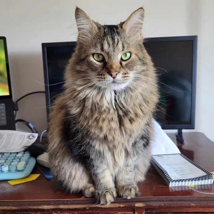 The Crazy Cat Lady You're Looking For