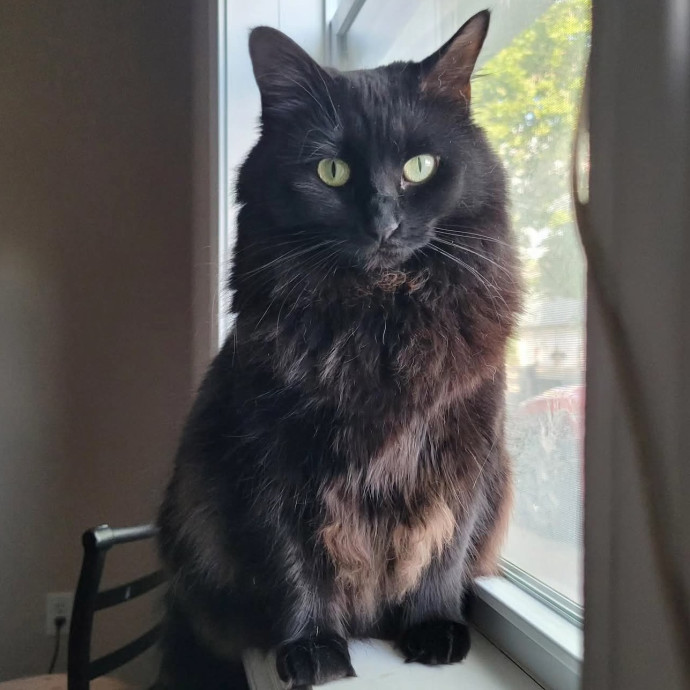 The Crazy Cat Lady You're Looking For