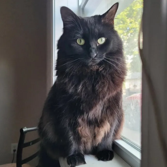 The Crazy Cat Lady You're Looking For photo 4