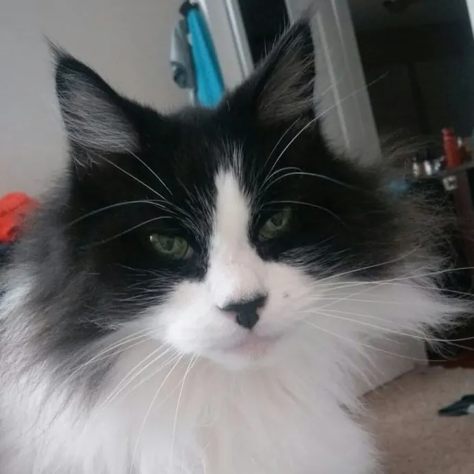 The Crazy Cat Lady You're Looking For photo 3