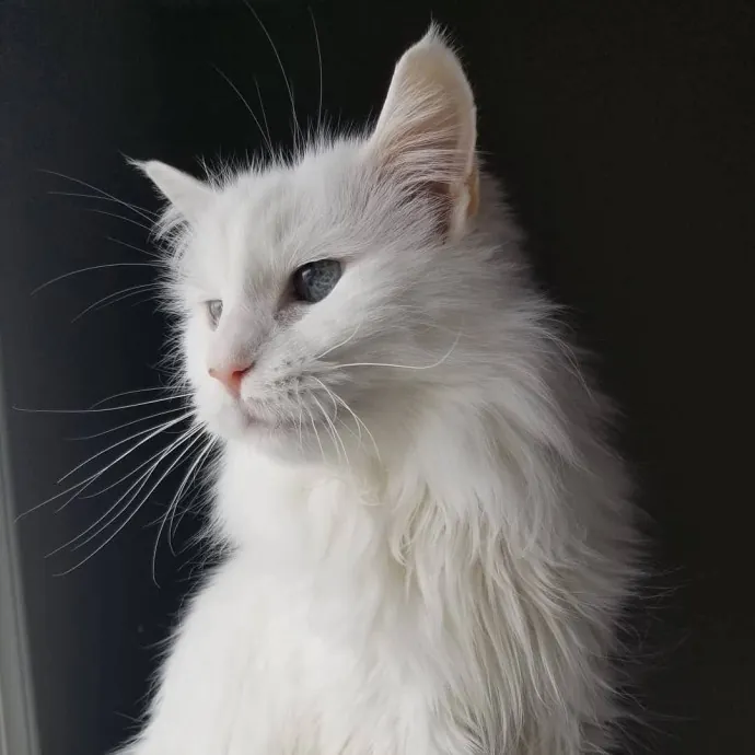 The Crazy Cat Lady You're Looking For photo 2