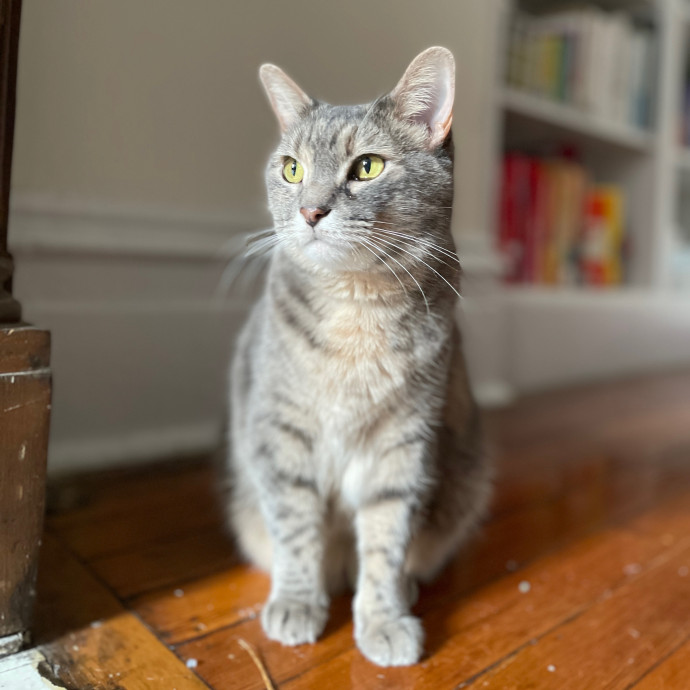 Purr-Fect Paw-Sibilities