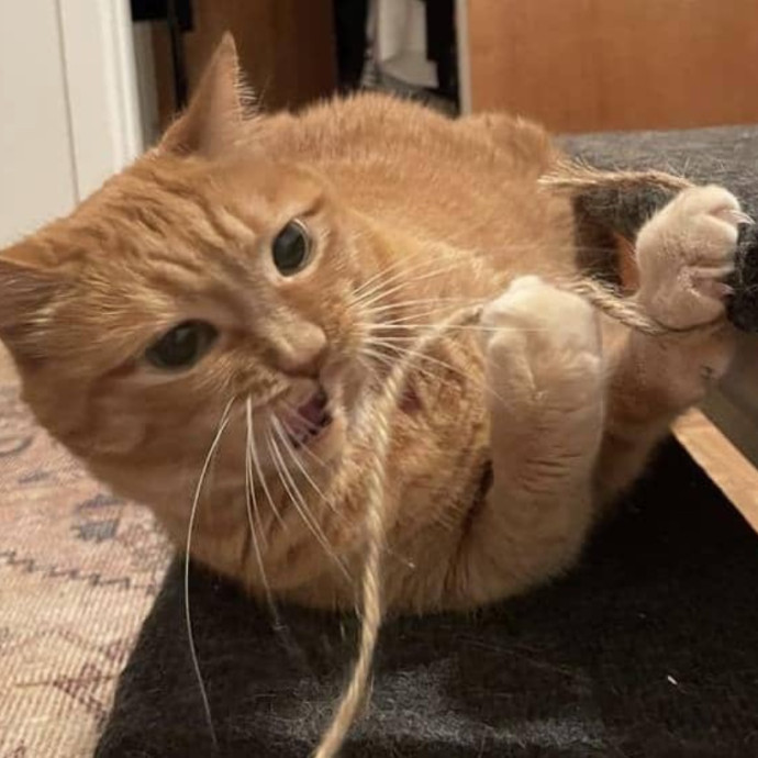Purr-Fect Paw-Sibilities