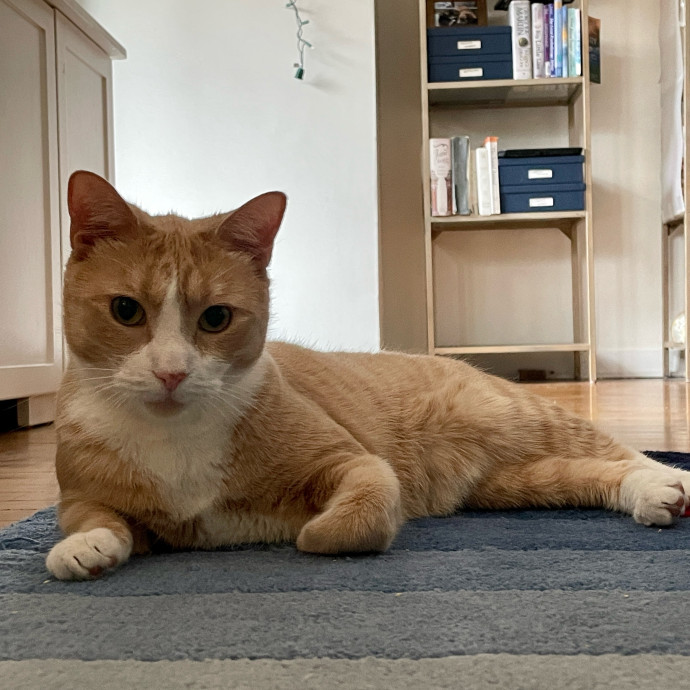 Purr-Fect Paw-Sibilities