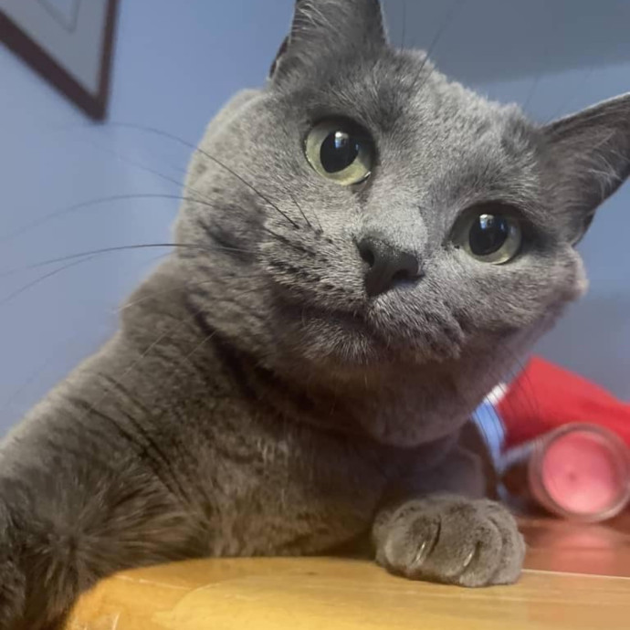 Purr-Fect Paw-Sibilities