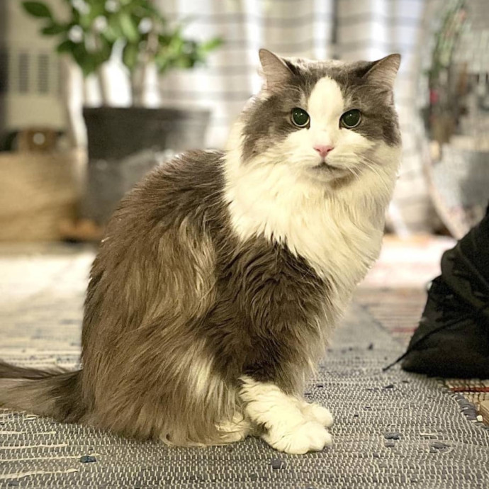 Purr-Fect Paw-Sibilities