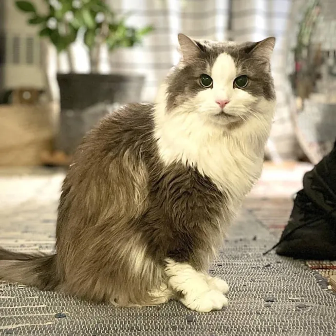 Purr-Fect Paw-Sibilities