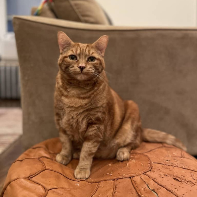 Purr-Fect Paw-Sibilities
