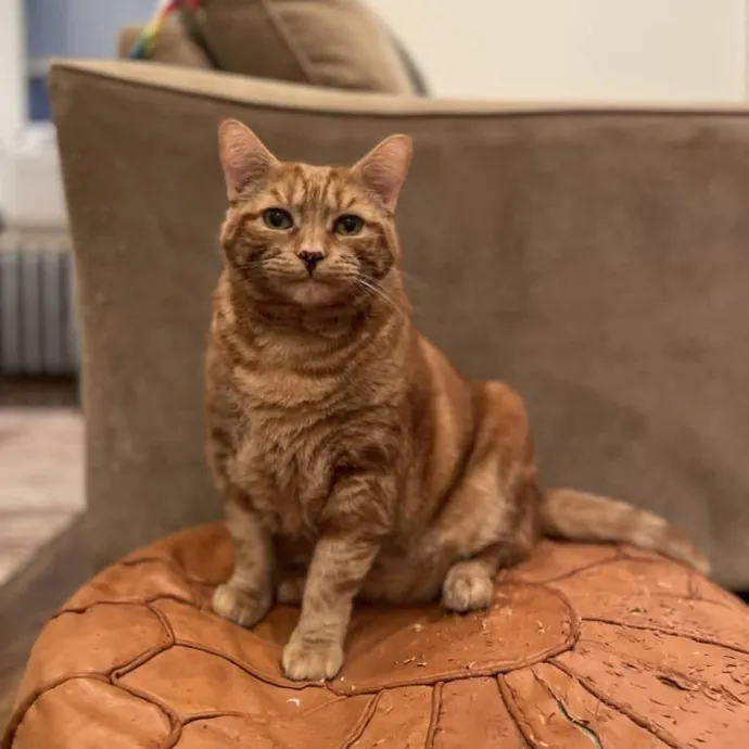 Purr-Fect Paw-Sibilities