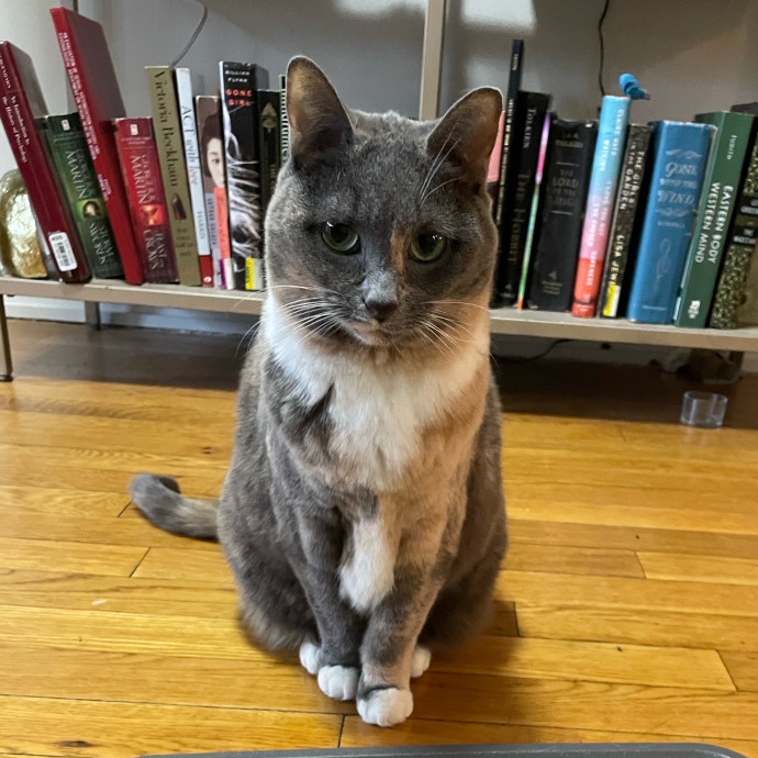 Purr-Fect Paw-Sibilities