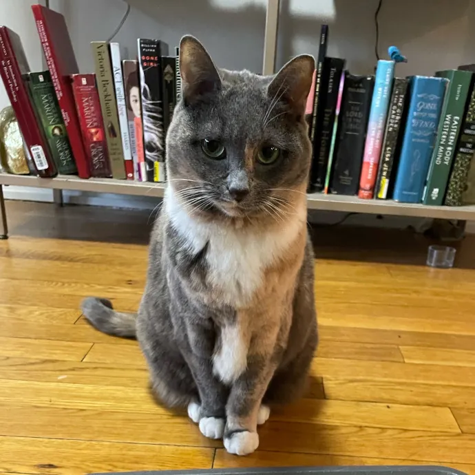 Purr-Fect Paw-Sibilities