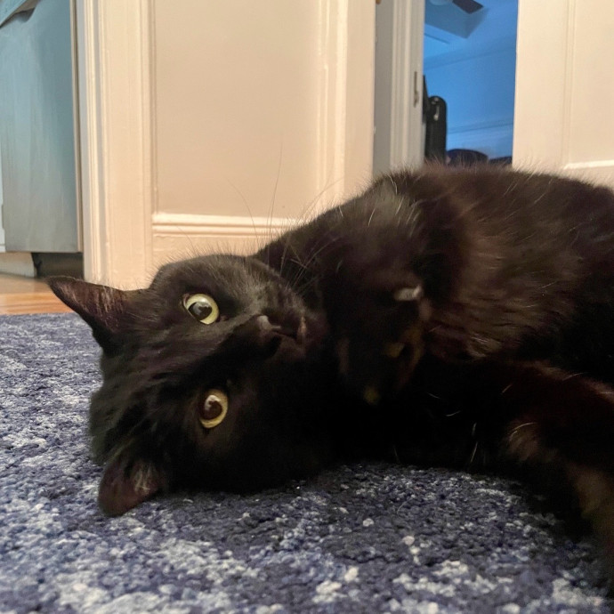 Purr-Fect Paw-Sibilities