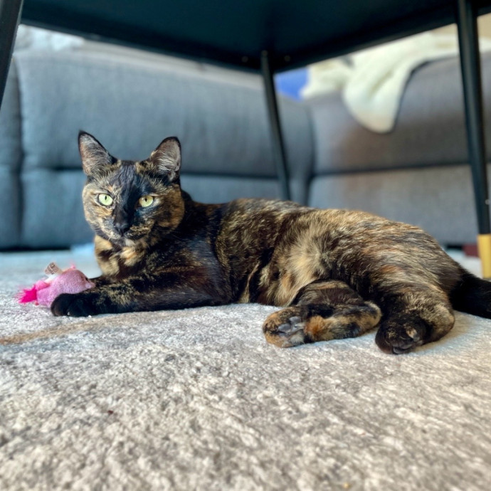 Purr-Fect Paw-Sibilities