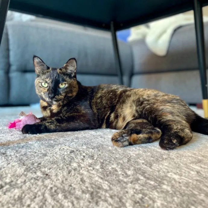 Purr-Fect Paw-Sibilities