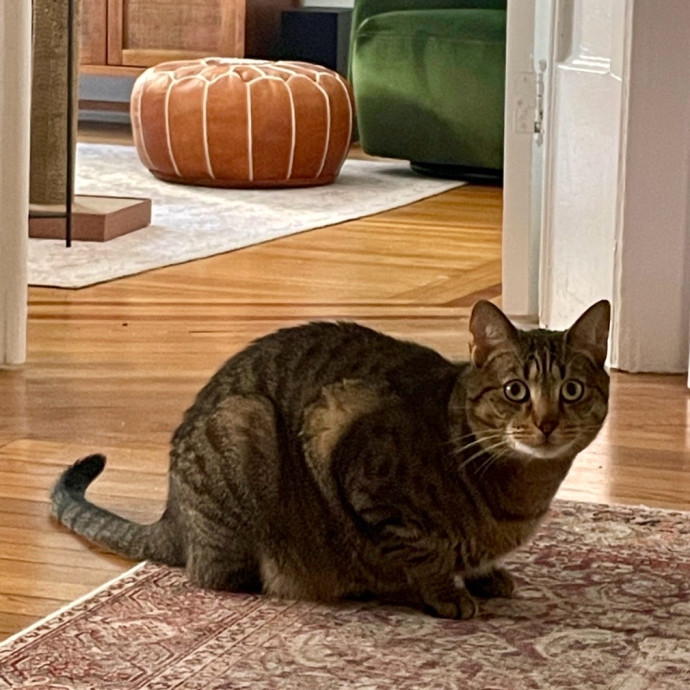 Purr-Fect Paw-Sibilities