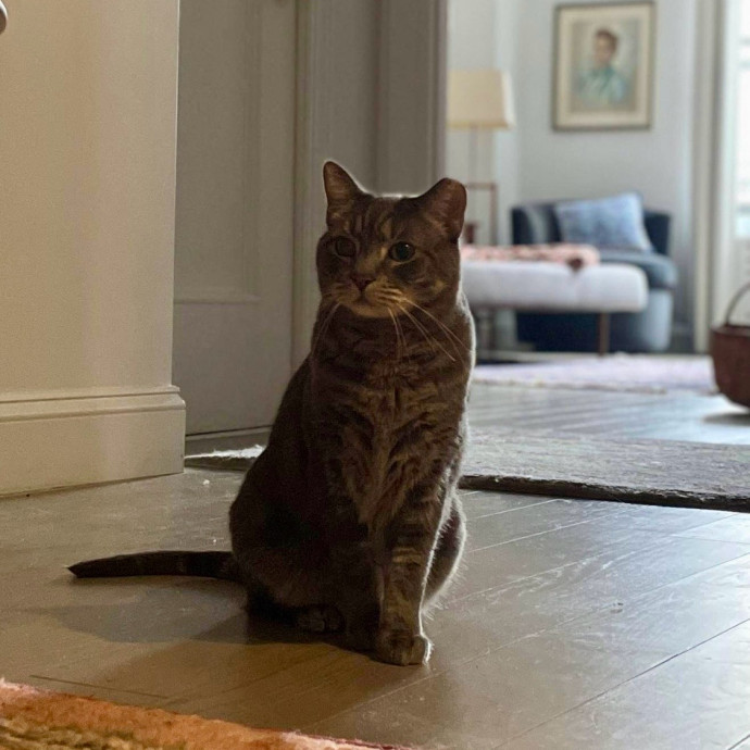 Purr-Fect Paw-Sibilities