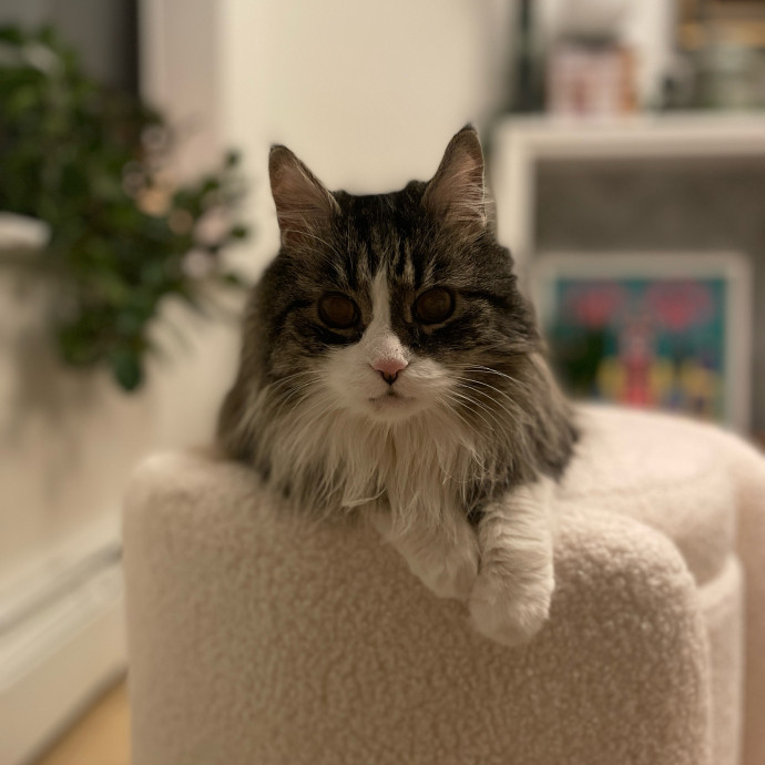 Purr-Fect Paw-Sibilities