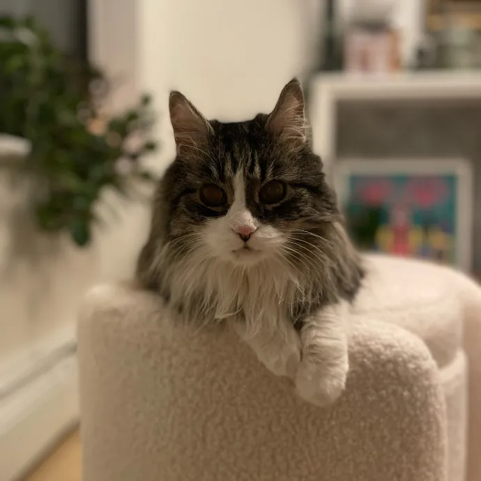 Purr-Fect Paw-Sibilities