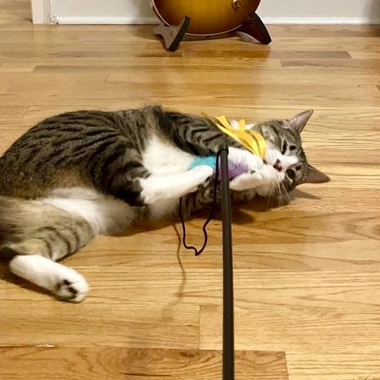 Purr-Fect Paw-Sibilities