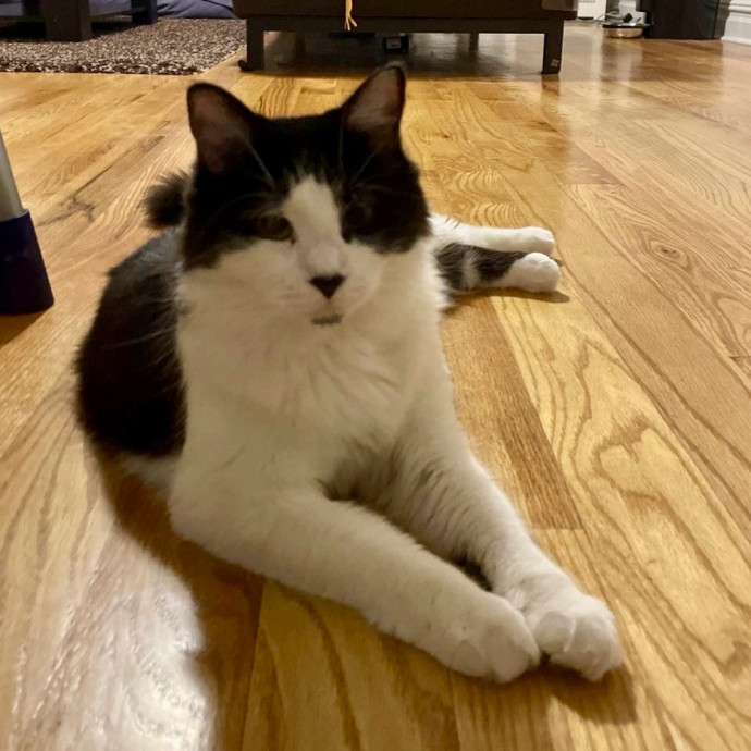 Purr-Fect Paw-Sibilities