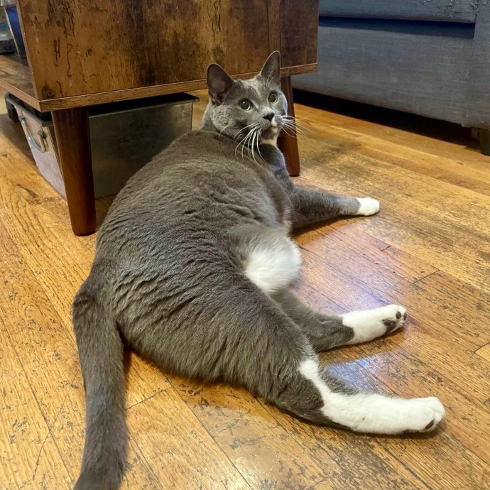 Purr-Fect Paw-Sibilities