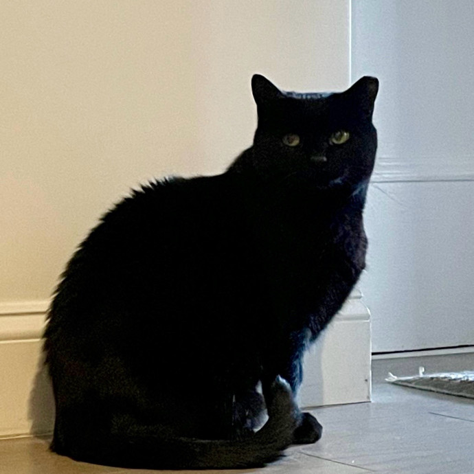 Purr-Fect Paw-Sibilities photo 3