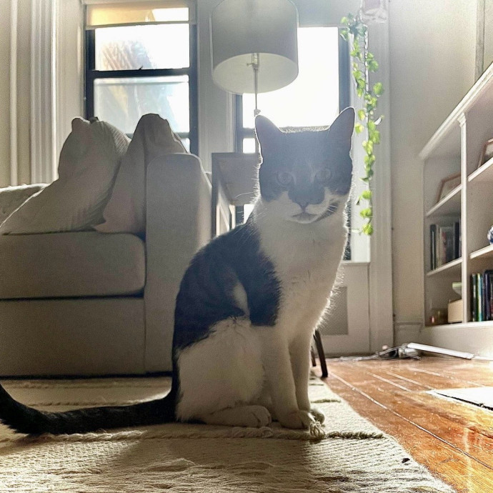 Purr-Fect Paw-Sibilities photo 2