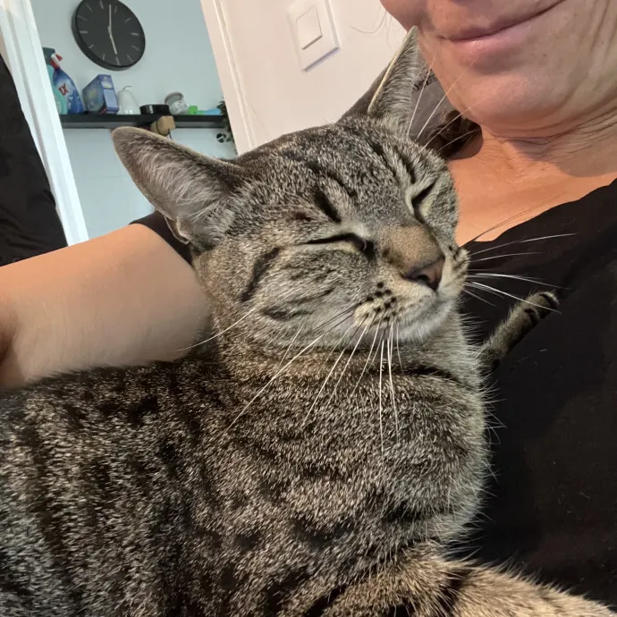 Calm And Reliable Cat Lady