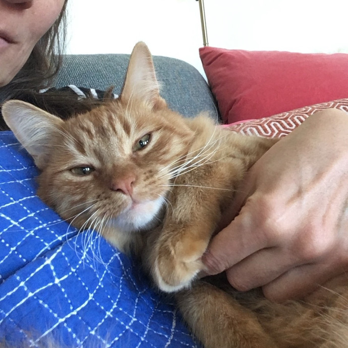 Calm And Reliable Cat Lady