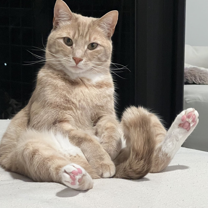 Calm And Reliable Cat Lady