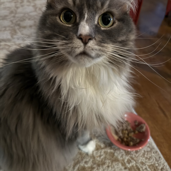 Cat Mom Heather photo 2