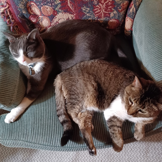 Cat-Approved Care With A Purrsonal Touch photo 2