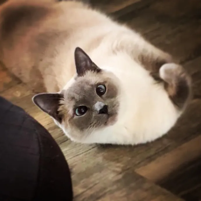 Audrey K.