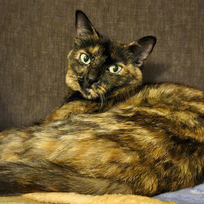 Your Friendly Neighborhood Cat Lady photo 2
