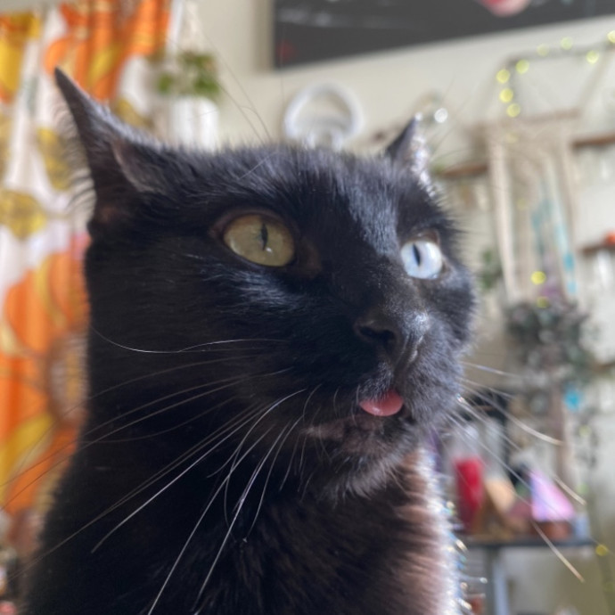 Rad Cat Dad photo 3