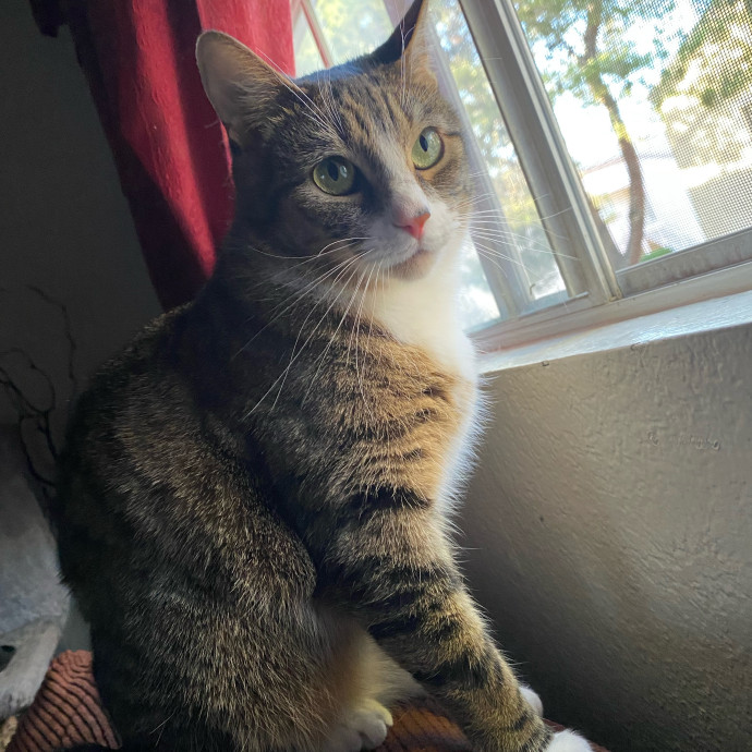 Rad Cat Dad photo 2