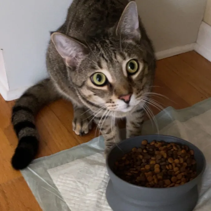 Morgan's Cat Care - Love Care And Play