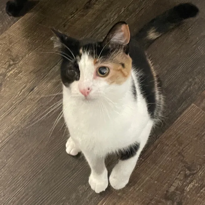 Morgan's Cat Care - Love Care And Play