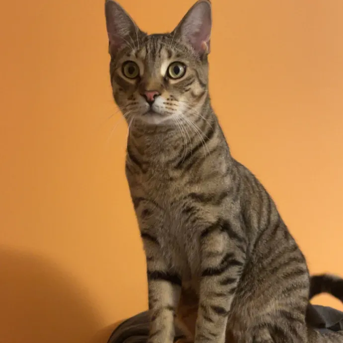 Morgan's Cat Care - Love Care And Play