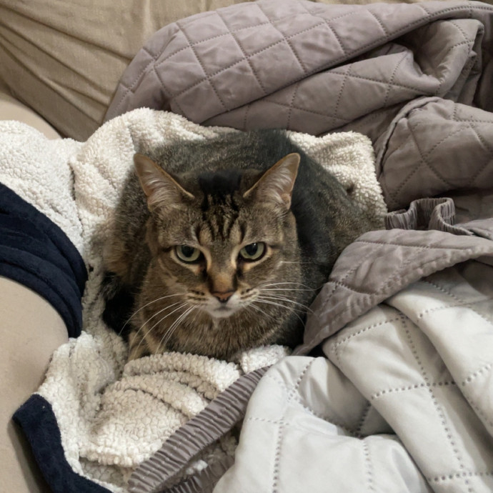 Morgan's Cat Care - Love Care And Play