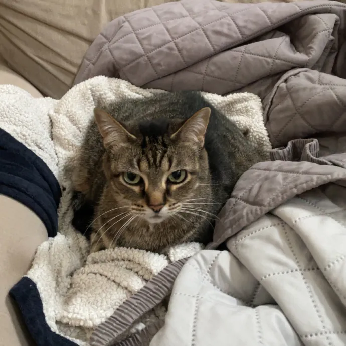 Morgan's Cat Care - Love Care And Play