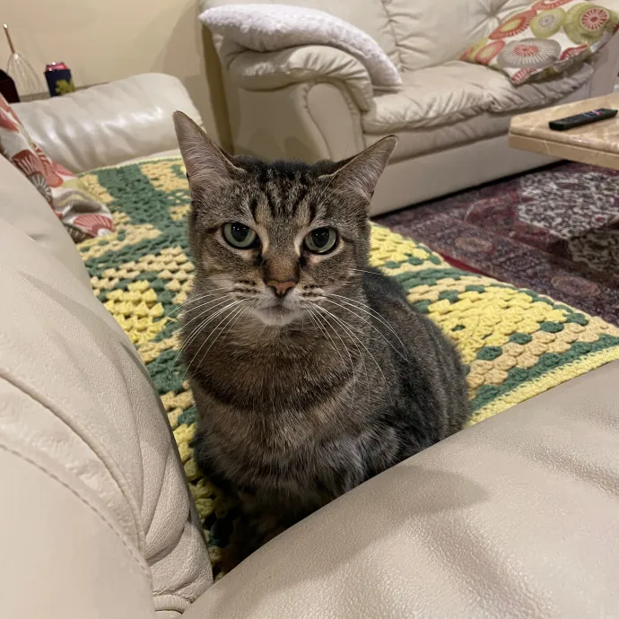 Morgan's Cat Care - Love Care And Play